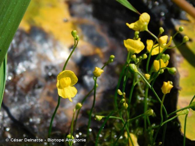 <i>Utricularia hispida</i> Lam., 1791 © César Delnatte - Biotope Amazonie