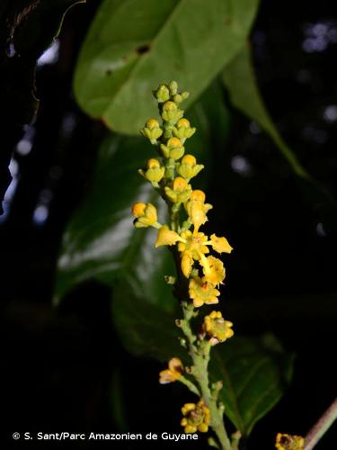 <i>Bunchosia decussiflora</i> W.R.Anderson, 1981 © S. Sant/Parc Amazonien de Guyane