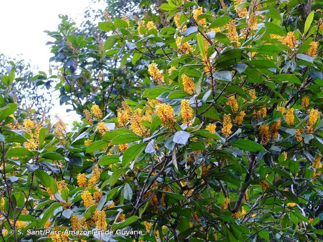 <i>Byrsonima stipulacea</i> A.Juss., 1840 © S. Sant/Parc Amazonien de Guyane