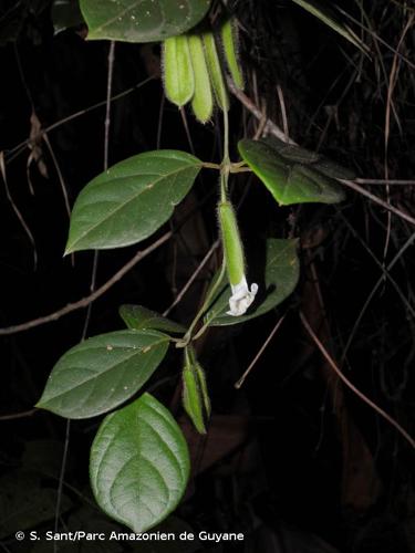 <i>Mendoncia squamuligera</i> Nees, 1847 © S. Sant/Parc Amazonien de Guyane