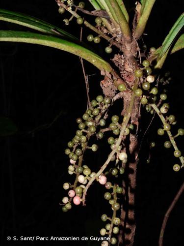 <i>Cybianthus prevostiae</i> Pipoly, 1999 © S. Sant/ Parc Amazonien de Guyane