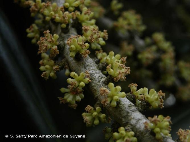 <i>Myrsine guianensis</i> (Aubl.) Kuntze, 1891 © S. Sant/ Parc Amazonien de Guyane