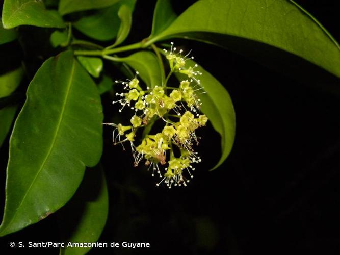 <i>Guapira eggersiana</i> (Heimerl) Lundell, 1968 © S. Sant/Parc Amazonien de Guyane