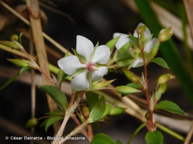 <i>Sauvagesia sprengelii</i> A.St.-Hil., 1823 © César Delnatte - Biotope Amazonie