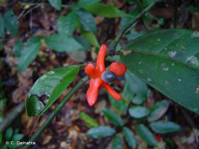 <i>Heisteria cauliflora</i> Sm., 1811 © C. Delnatte