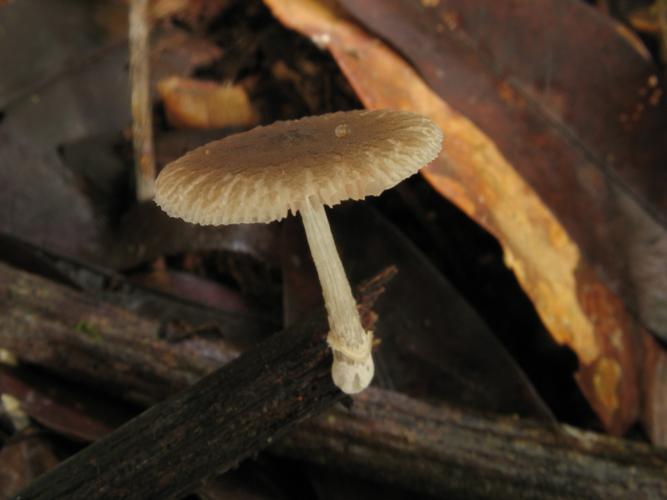 Chamaeota subolivascens (Saül, 2019) © G. Corriol/CBN Pyrénées et Midi-Pyrénées