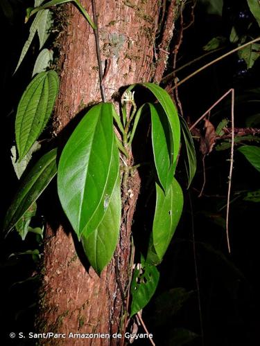 <i>Peperomia pernambucensis</i> Miq., 1845 © S. Sant/Parc Amazonien de Guyane