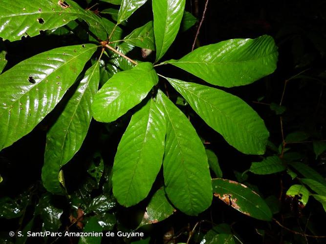 <i>Lacunaria jenmanii</i> (Oliv.) Ducke, 1930 © S. Sant/Parc Amazonien de Guyane