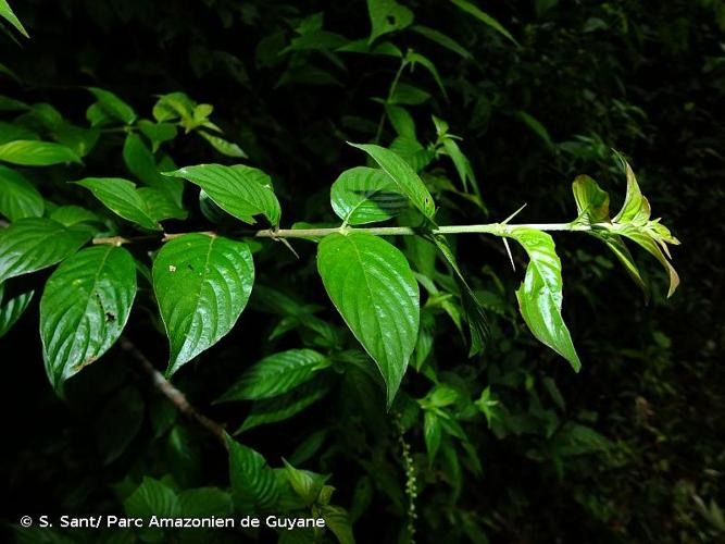 <i>Chomelia tenuiflora</i> Benth., 1841 © S. Sant/ Parc Amazonien de Guyane