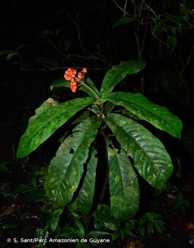 <i>Ixora piresii</i> Steyerm., 1967 © S. Sant/Parc Amazonien de Guyane