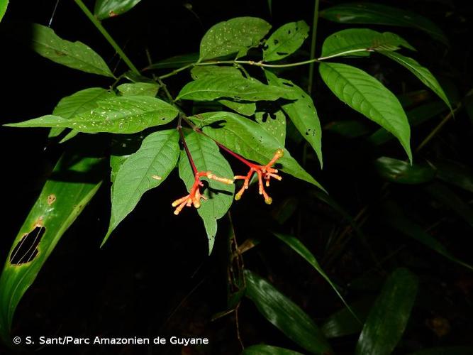 <i>Palicourea longiflora</i> DC., 1830 © S. Sant/Parc Amazonien de Guyane