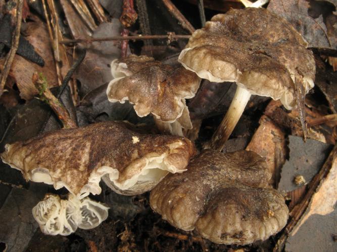 Marasmiellus pilosus (Saül, 2019) © G. Corriol/CBN Pyrénées et Midi-Pyrénées