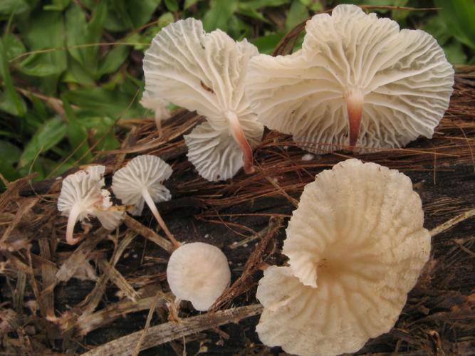 Marasmiellus troyanus (Saül, 2019) © G. Corriol/CBN Pyrénées et Midi-Pyrénées