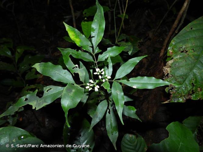 <i>Simaba guianensis</i> Aubl., 1775 © S. Sant/Parc Amazonien de Guyane