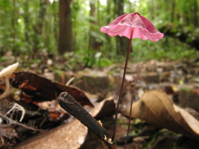 Marasmius haematocephalus var purpureomarginatus (Saül, 2019) © G. Corriol/CBN Pyrénées et Midi-Pyrénées