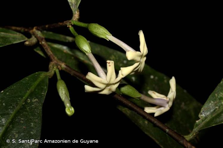 <i>Brunfelsia guianensis</i> Benth., 1846 © S. Sant/Parc Amazonien de Guyane