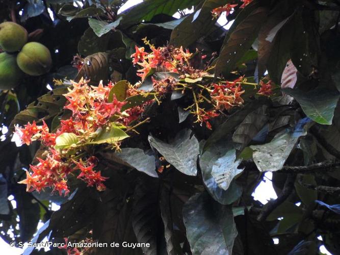 <i>Sterculia pruriens</i> (Aubl.) K.Schum., 1886 © S. Sant/Parc Amazonien de Guyane