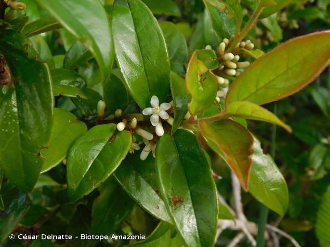 <i>Symplocos guianensis</i> (Aubl.) Gürke, 1891 © César Delnatte - Biotope Amazonie