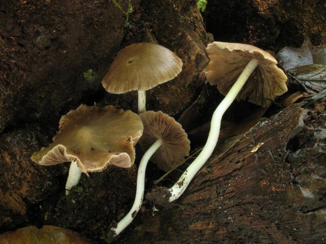 Psathyrella reticulata (Saül, 2019) © G. Corriol/CBN Pyrénées et Midi-Pyrénées