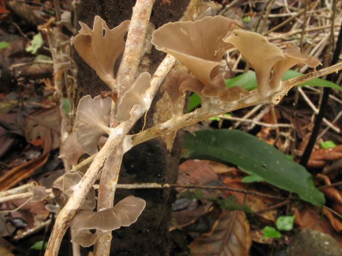 Stereopsis hiscens (Saül, 2019) © G. Corriol/CBN Pyrénées et Midi-Pyrénées