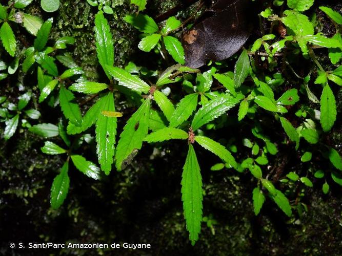 <i>Pilea tabularis</i> C.C.Berg, 1986 © S. Sant/Parc Amazonien de Guyane