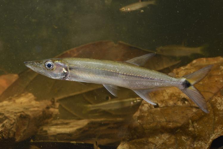 Acestrorhynchus microlepis (Gros Saut sur le Grand Abounami, Papaïchton, 2020) © F. Melki/Fondation Biotope