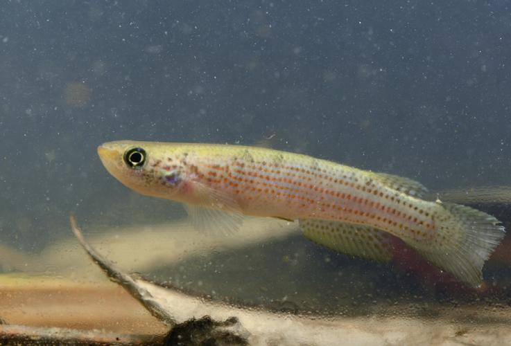 Anablepsoides igneus (Gros Saut sur le Grand Abounami, Papaïchton, 2020) © F. Melki/Fondation Biotope