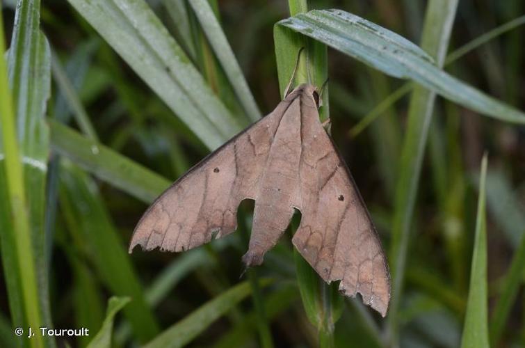 <i>Pachylia darceta</i> Druce, 1881 © J. Touroult