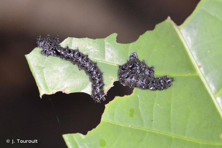 <i>Oxytenis modestia</i> (Cramer, 1780) © J. Touroult