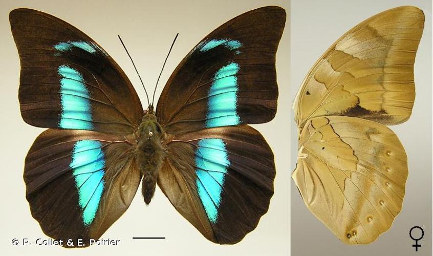 <i>Archaeoprepona demophon</i> (Linnaeus, 1758) © P. Collet & E. Poirier