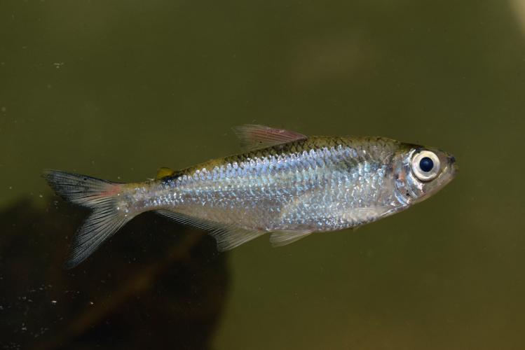 Bryconops caudomaculatus (Gros Saut sur le Grand Abounami, Papaïchton, 2020) © F. Melki/Fondation Biotope