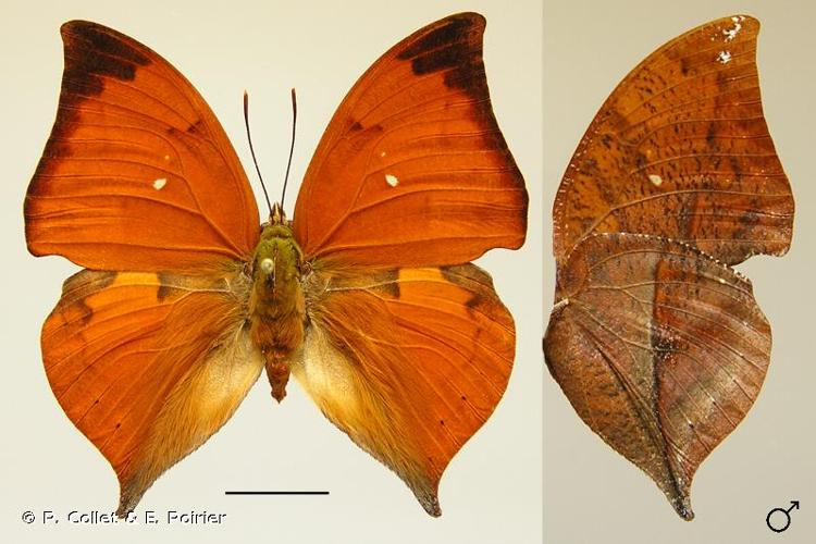 <i>Zaretis itys</i> (Cramer, 1777) © P. Collet & E. Poirier