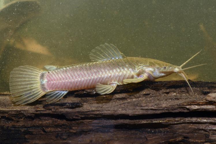 Callichthys callichthys (Gros Saut sur le Grand Abounami, Papaïchton, 2020) © F. Melki/Fondation Biotope