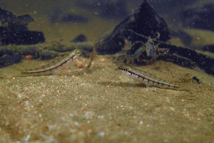 Characidium zebra (Gros Saut sur le Grand Abounami, Papaïchton, 2020) © F. Melki/Fondation Biotope