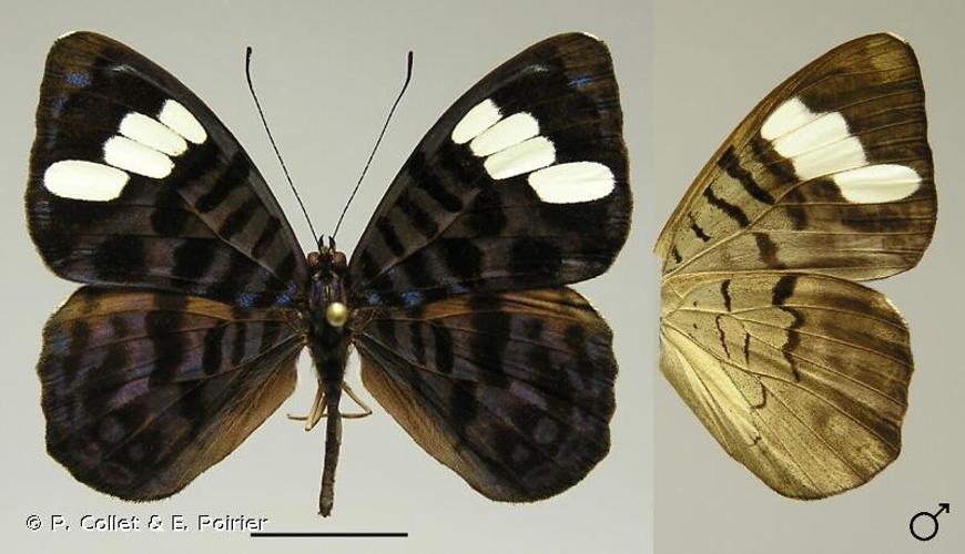 <i>Ectima iona</i> Hewitson, 1850 © P. Collet & E. Poirier