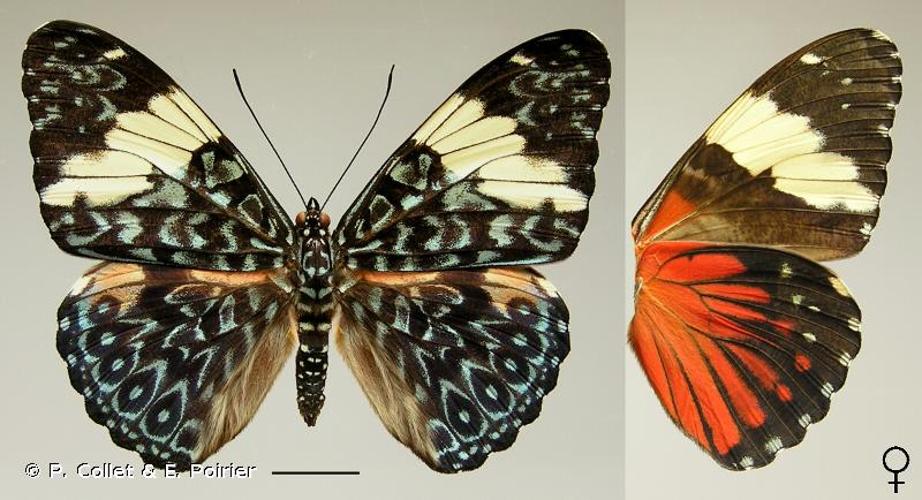 <i>Hamadryas amphinome</i> (Linnaeus, 1767) © P. Collet & E. Poirier