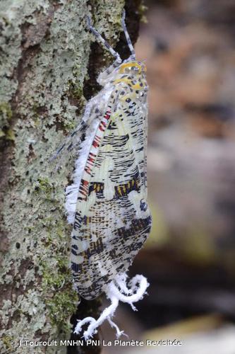 <i>Phenax variegata</i> (Olivier, 1792) © J Touroult MNHN PNI La Planète Revisitée