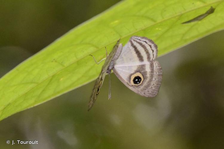 <i>Leucochimona hyphea</i> (Cramer, 1776) © J. Touroult