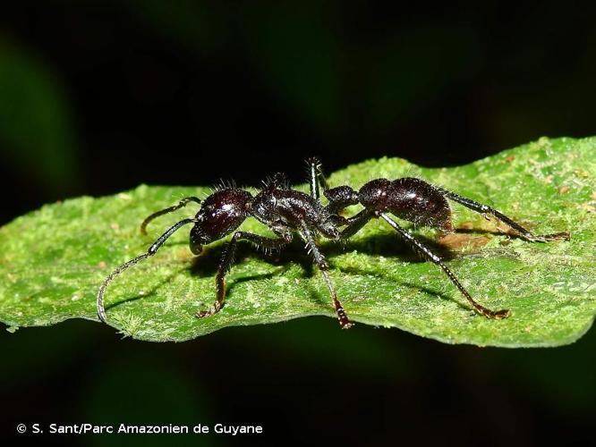 <i>Paraponera clavata</i> (Fabricius, 1775) © S. Sant/Parc Amazonien de Guyane