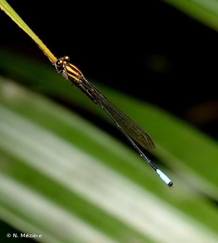 <i>Acanthagrion apicale</i> (Selys, 1876) © N. Mézière