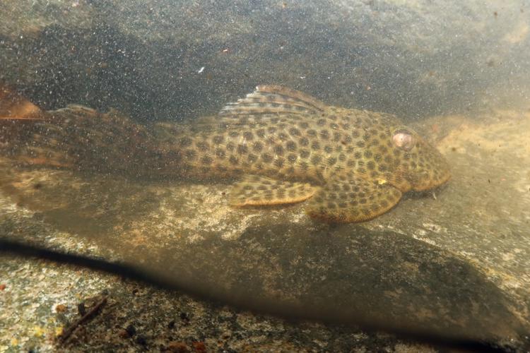 Hemiancistrus medians (Gros Saut sur le Grand Abounami, Papaïchton, 2020) © F. Melki/Fondation Biotope