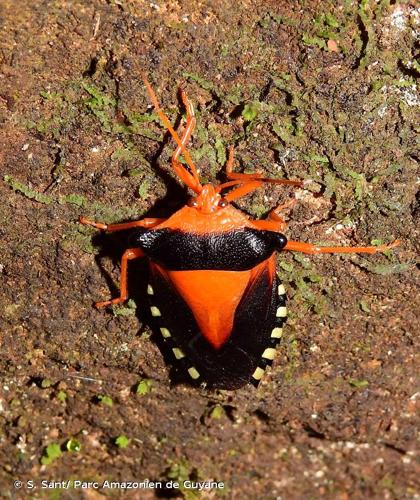 <i>Edessa miniata</i> Westwood, 1837 © S. Sant/ Parc Amazonien de Guyane