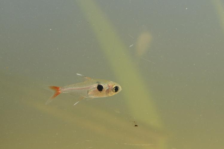 Hyphessobrycon roseus (Gros Saut sur le Grand Abounami, Papaïchton, 2020) © F. Melki/Fondation Biotope