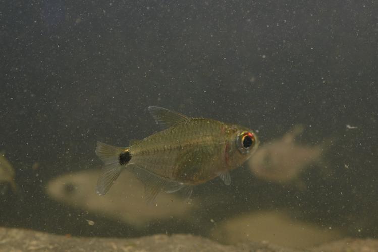 Jupiaba maroniensis (Gros Saut sur le Grand Abounami, Papaïchton, 2020) © F. Melki/Fondation Biotope