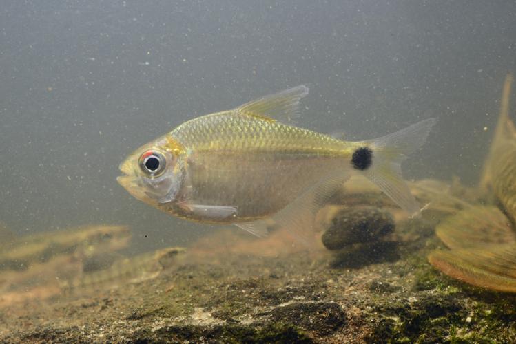 Jupiaba meunieri (Gros Saut sur le Grand Abounami, Papaïchton, 2020) © F. Melki/Fondation Biotope