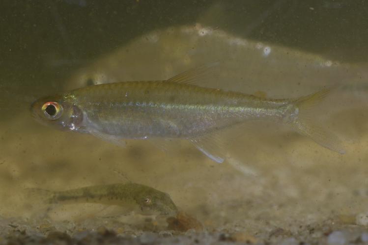 Knodus heteresthes (Gros Saut sur le Grand Abounami, Papaïchton, 2020) © F. Melki/Fondation Biotope