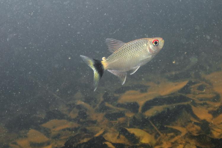 Moenkhausia oligolepis (Gros Saut sur le Grand Abounami, Papaïchton, 2020) © F. Melki/Fondation Biotope