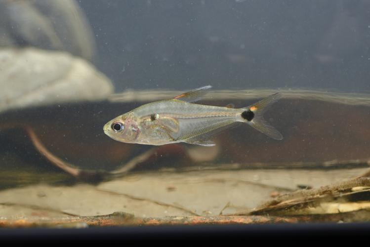 Phenacogaster wayana (Gros Saut sur le Grand Abounami, Papaïchton, 2020) © F. Melki/Fondation Biotope