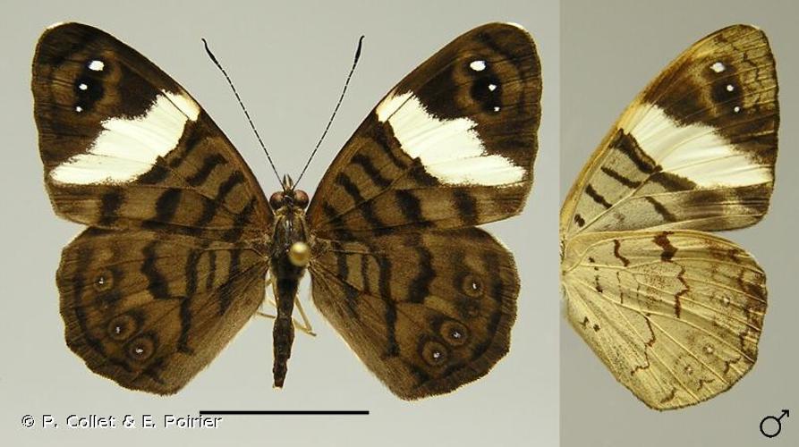 <i>Ectima thecla lirina</i> Felder & Felder, 1867 © P. Collet & E. Poirier