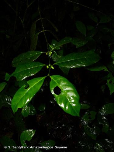 <i>Ronabea latifolia</i> Aubl., 1775 © S. Sant/Parc Amazonien de Guyane